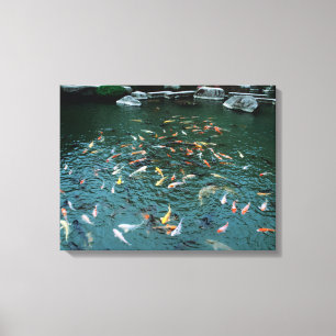 Koi in einem Teich Leinwanddruck