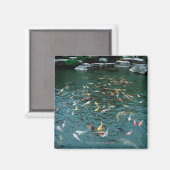 Koi in einem Teich Magnet (Vorderseite/Rückseite)
