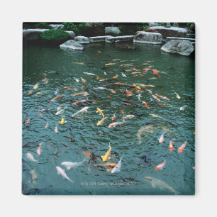 Koi in einem Teich Magnet