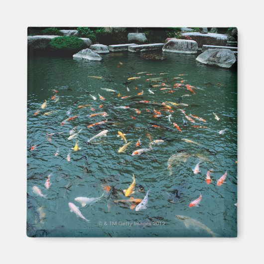 Koi in einem Teich Magnet (Vorne)