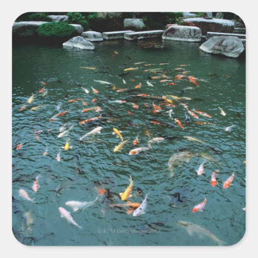 Koi in einem Teich Quadratischer Aufkleber (Vorderseite)