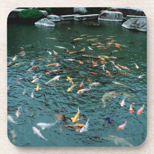 Koi in einem Teich Untersetzer (Vorderseite)
