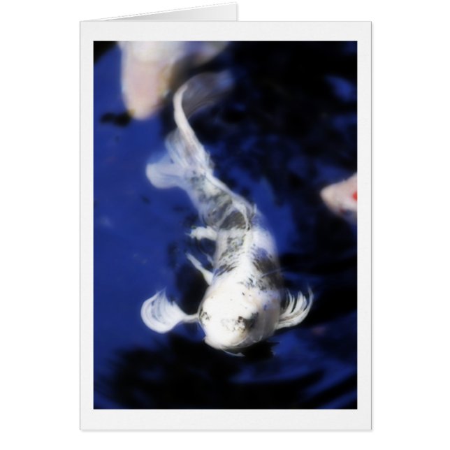 Koi in Hawaii - 7 (Vorne)