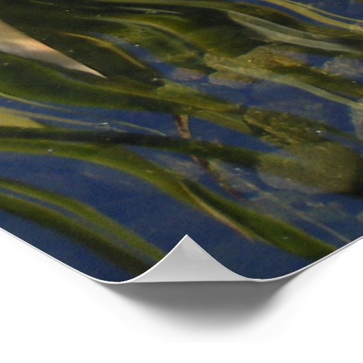 Koi in Shadow Poster (Ecke)