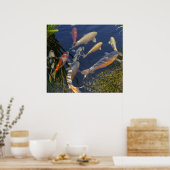 Koi in Shadow Poster (Küche)