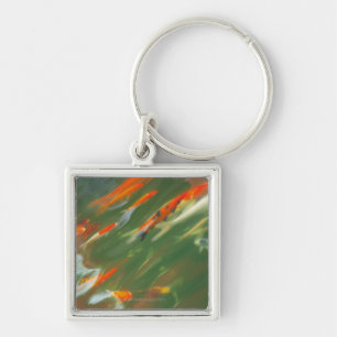 Koi Karpfen-Fischschwimmen in einem Teich Schlüsselanhänger