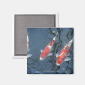 Koi Karpfen im Teich, Hochwinkel Magnet (Vorderseite/Rückseite)