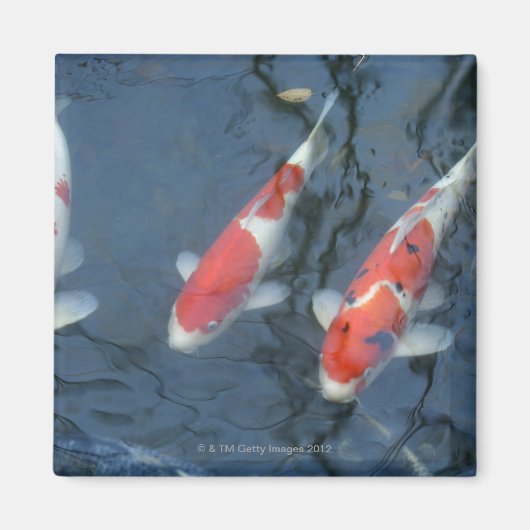 Koi Karpfen im Teich, Hochwinkel Magnet (Vorne)