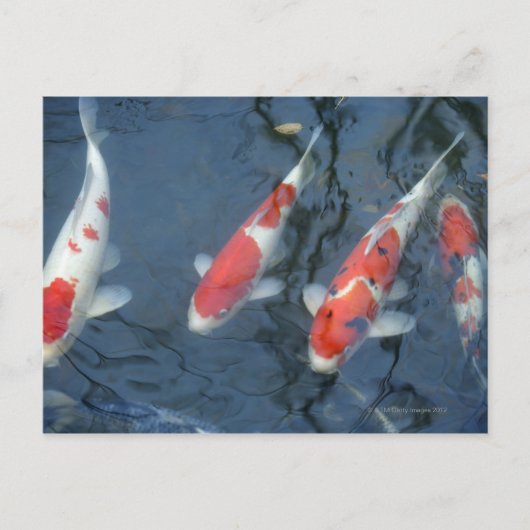 Koi Karpfen im Teich, Hochwinkel Postkarte (Vorderseite)