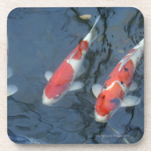 Koi Karpfen im Teich, hohe Winkelsicht Getränkeuntersetzer (Vorderseite)