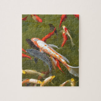 Koi-Karpfen im Teich Puzzle