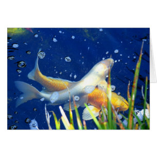 Koi Karpfen in einem Teich