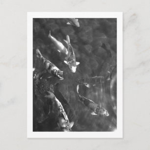 Koi-Karpfen: Japan Postkarte