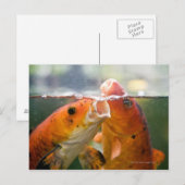 Koi-Karpfen Postkarte (Vorne/Hinten)