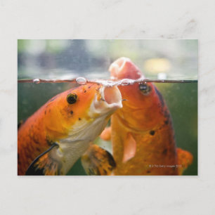 Koi-Karpfen Postkarte