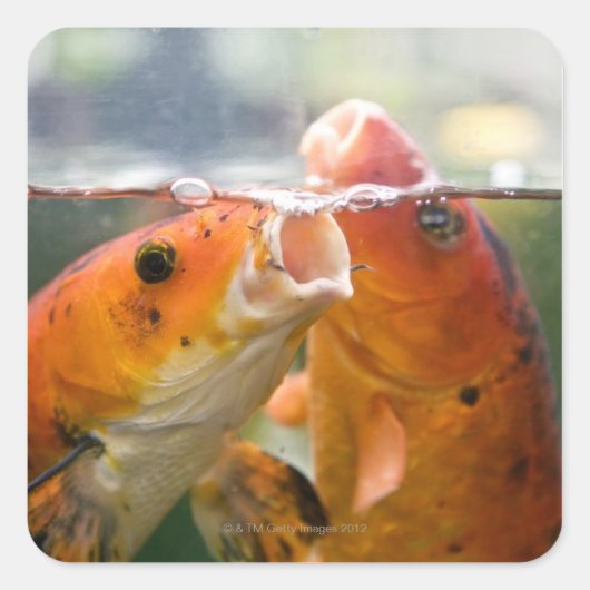 Koi-Karpfen Quadratischer Aufkleber (Vorderseite)