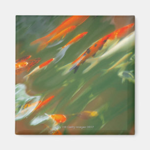 Koi Karpfenfische schwimmen in einem Teich Magnet