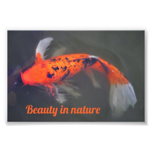 Koi, Pez Carpa Fotodruck (Vorne)