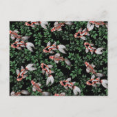 Koi Pond Fish Artwork Postkarte (Vorderseite)