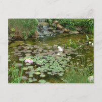 Koi Pond Postcard