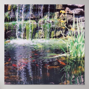Koi Pond Poster