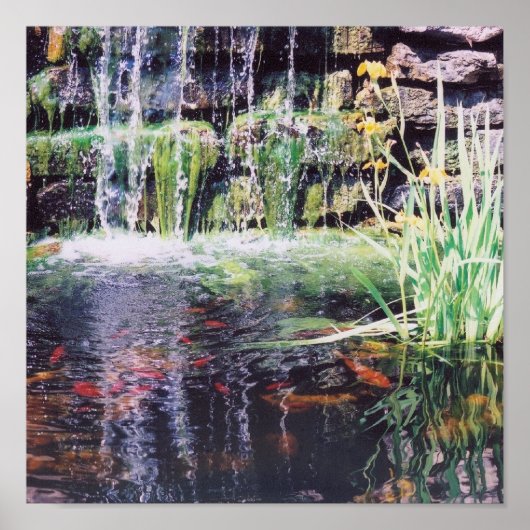 Koi Pond Poster (Vorne)