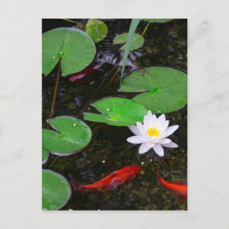 Koi Pond Postkarte