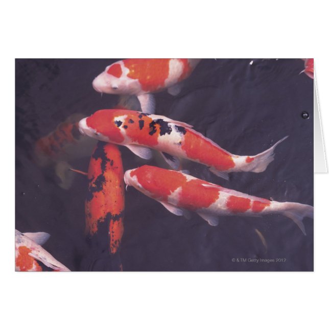 Koi Pool (Vorderseite (Horizontal))