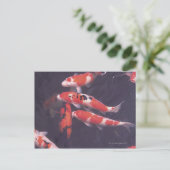 Koi Pool Postkarte (Stehend Vorderseite)