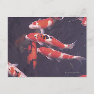 Koi Pool Postkarte