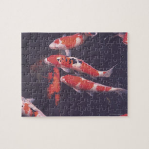 Koi Pool Puzzle
