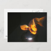 Koi-Post-Karte nicht zerkropft Postkarte (Vorne/Hinten)