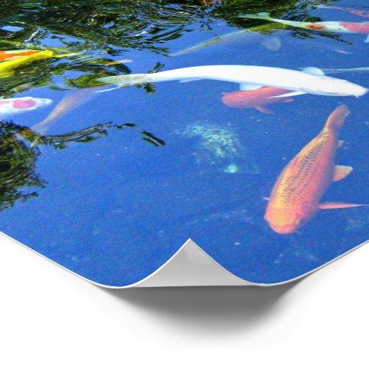 Koi Poster (Ecke)