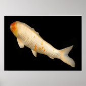 Koi Poster (Vorne)