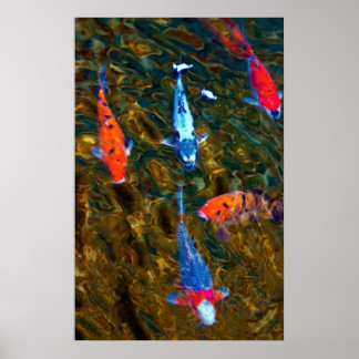 Koi Poster