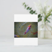 Koi Postkarte (Stehend Vorderseite)