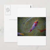 Koi Postkarte (Vorne/Hinten)