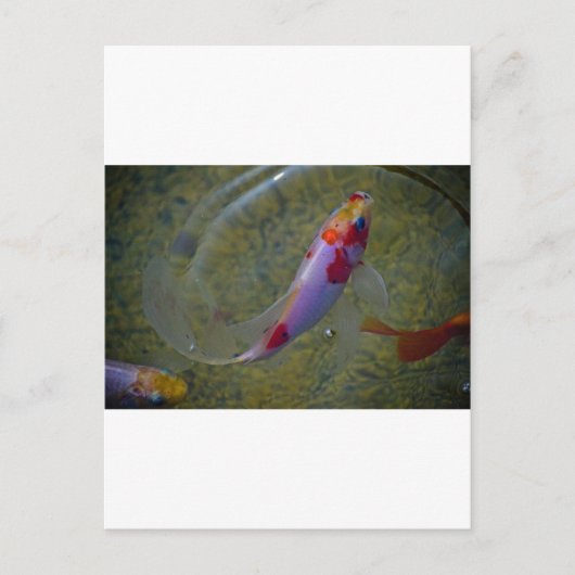 Koi Postkarte (Vorderseite)