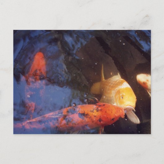 Koi Postkarte (Vorderseite)