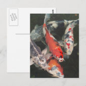 Koi Postkarte (Vorne/Hinten)