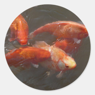 Koi Runder Aufkleber