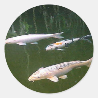 Koi Runder Aufkleber