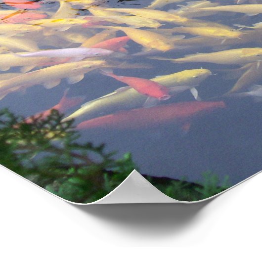 Koi Splendor Poster (Ecke)