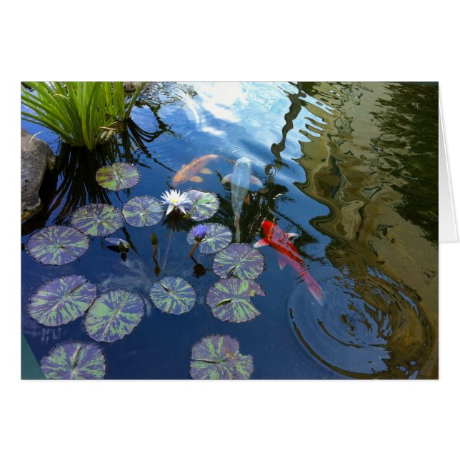 Koi Teich (Vorderseite (Horizontal))