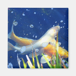 Koi-Teichfisch-Magnet Magnet
