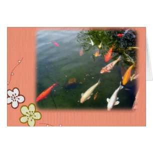 Koi Überraschung