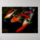 KOI ZEN POSTER (Vorne)