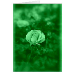 Koinonia "Fellowship on the Path"