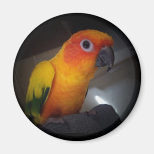 kojo das Sonne conure - besonders angefertigt Magnet