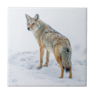 Kojote auf der Hut im Schnee Fliese